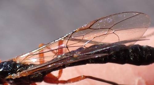 Dolichomitus sp.